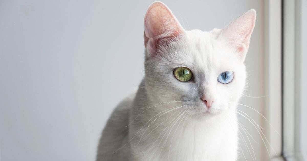 O gato com heterocromia é mais comum em algumas raças