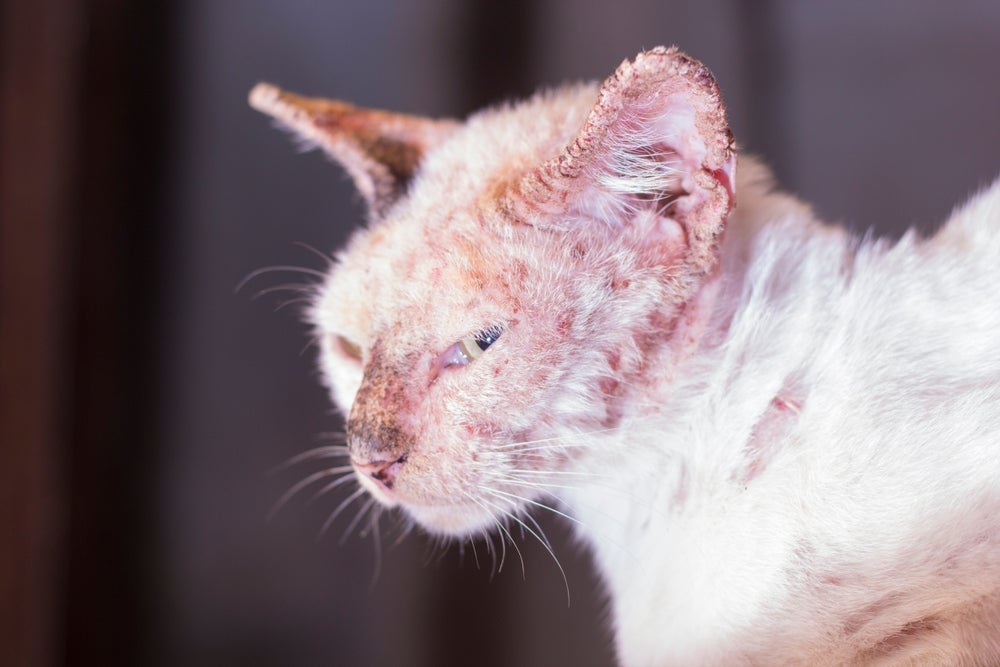 A sarna sarcóptica em gatos é uma zoonose que provoca muito incômodo no animal