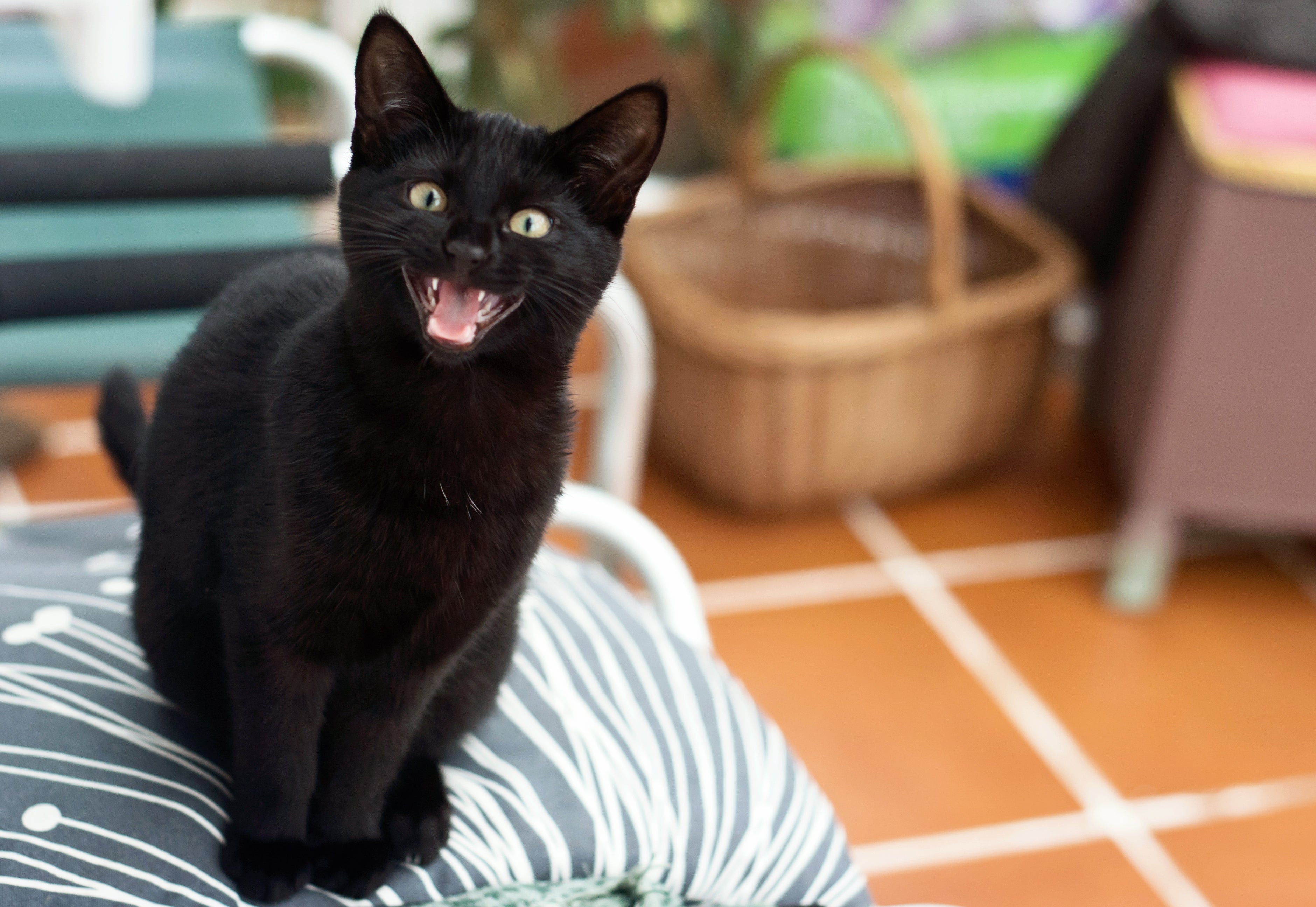 Gatos miando muito pode ser sinal de dor, fome, estresse e até tristeza