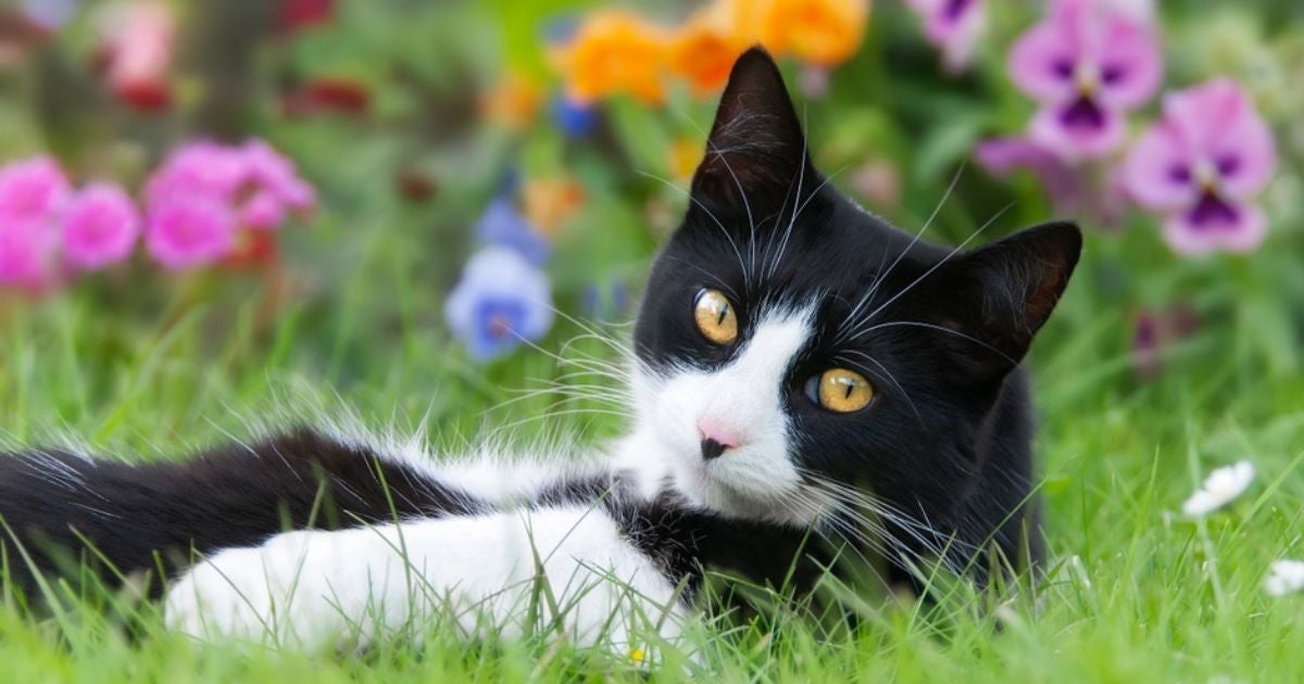 Gato caindo pelo, com parasitas, no cio: saiba como cuidar dos pets na primavera