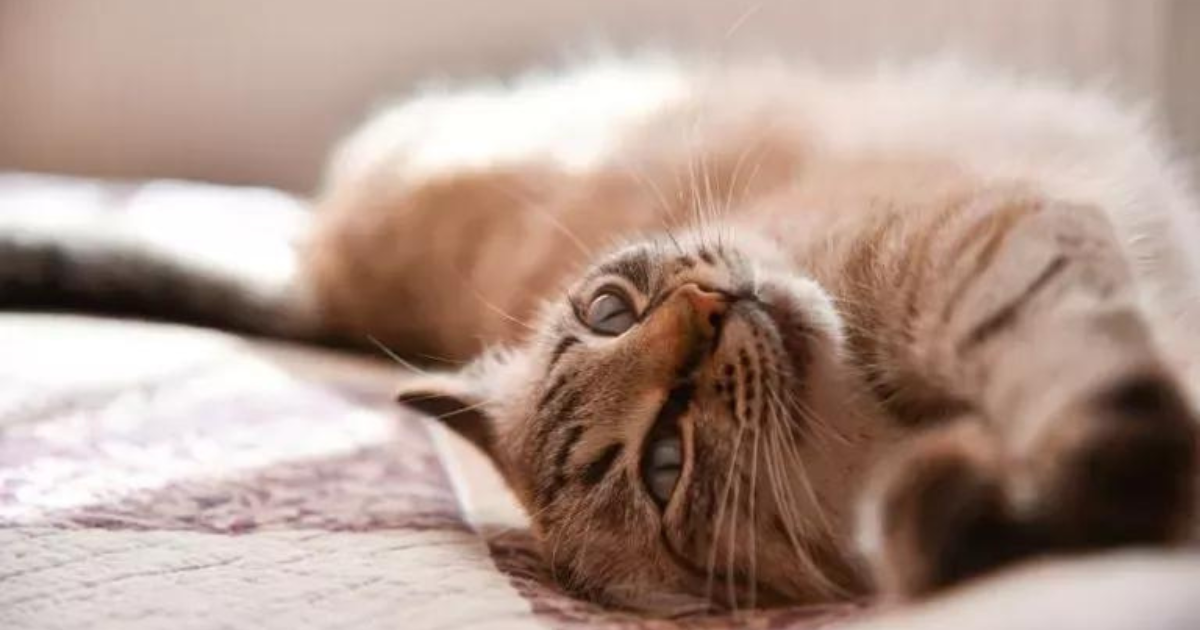 O gato no cio precisa de atenção e alguns cuidados. Saiba mais