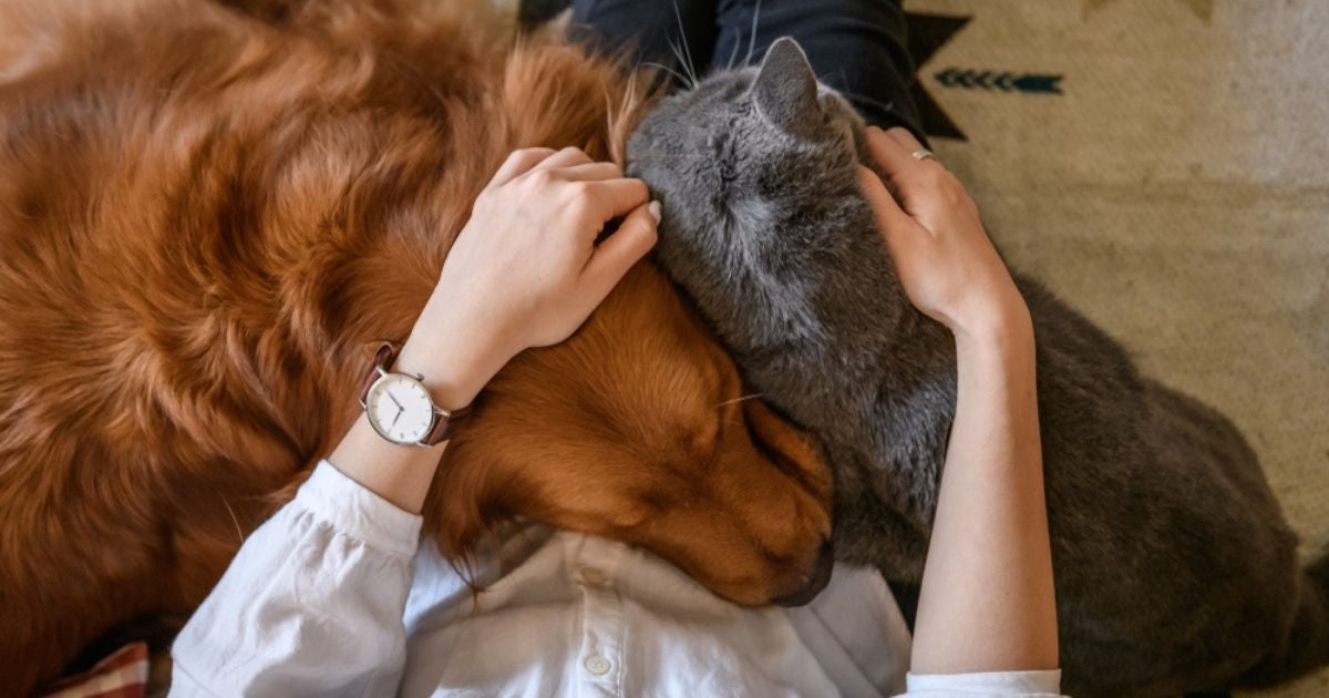 A preferência por gato ou cachorro virou motivo de pesquisa
