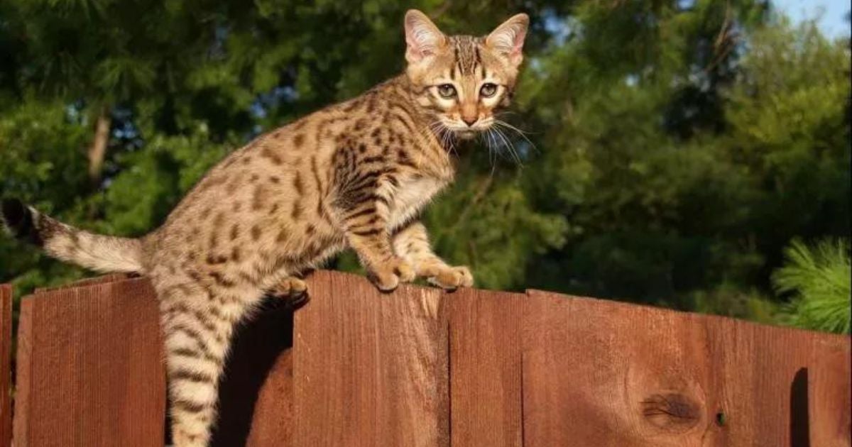 Gato Savannah é uma das raças mais caras do mundo