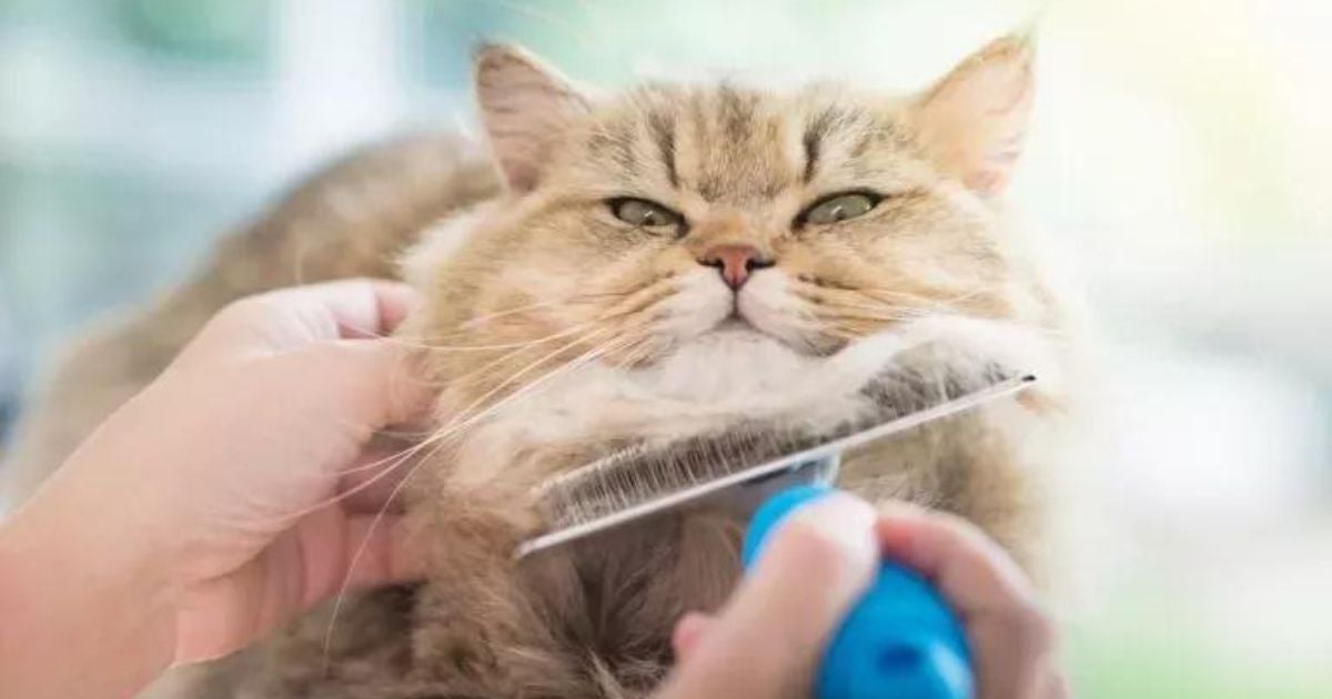 Sabia que o pelo de gato cai mais durante a primavera? Descubra os motivos que explicam esse fenômeno!