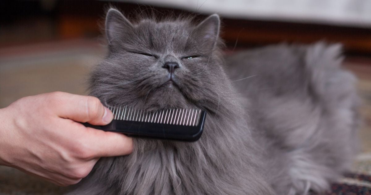 Sabia que gato troca de pelo de acordo com cada estação do ano? Veja o infográfico e entenda como funciona!