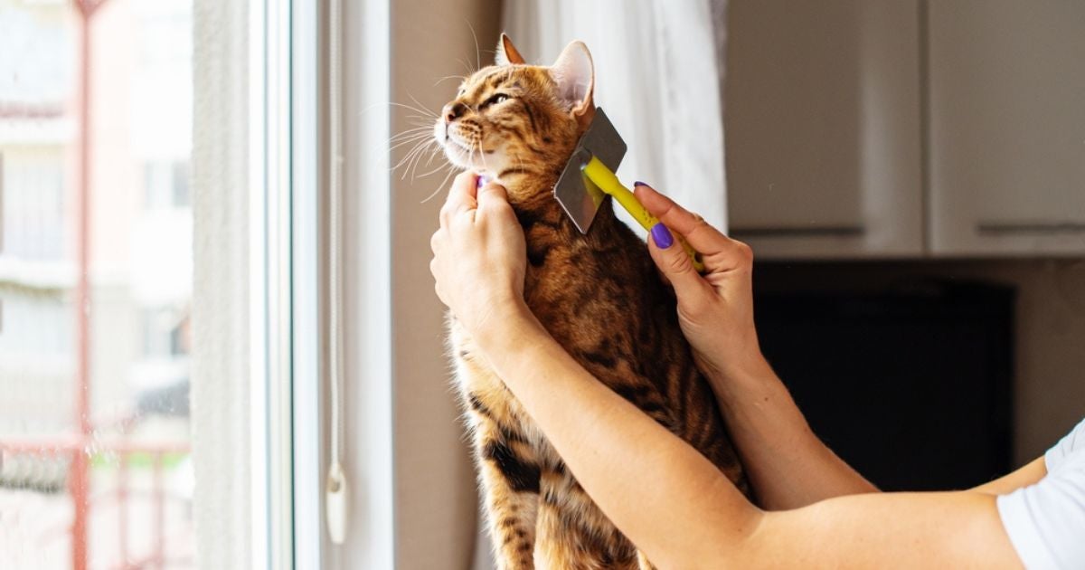 Gato perdendo muito pelo na primavera? Saiba o que fazer nessa época do ano!