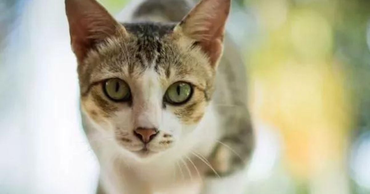 Gato vomitando pode significar muitas coisas. Aprenda a identificar os motivos mais comuns para o vômito!