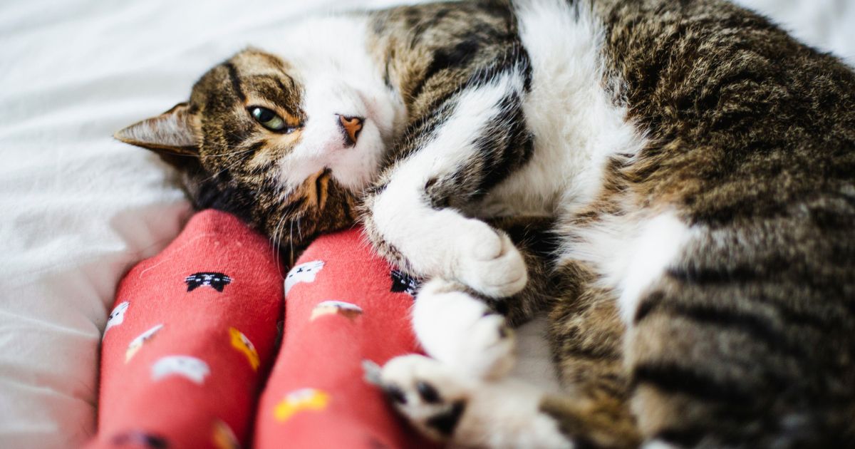 Gato dormindo com o dono: entenda o real motivo por trás desse comportamento