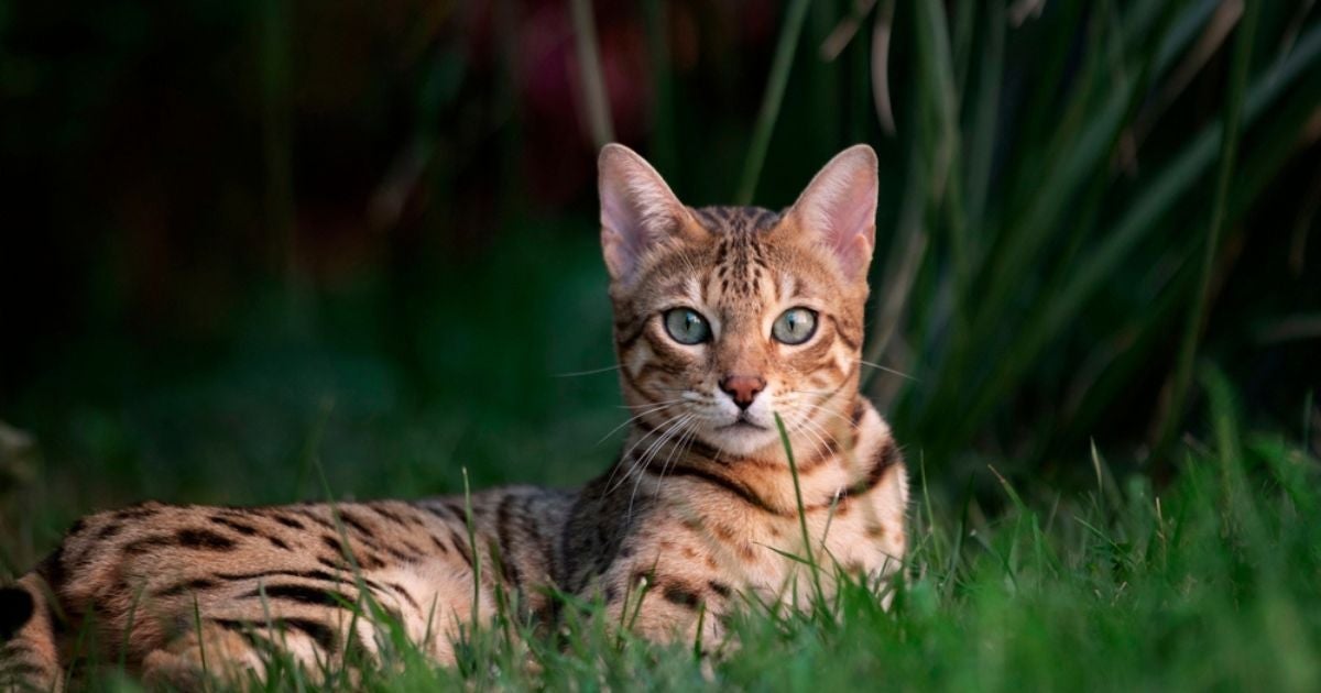 Qual é o gato mais caro do mundo? Conheça as raças com preços exorbitantes