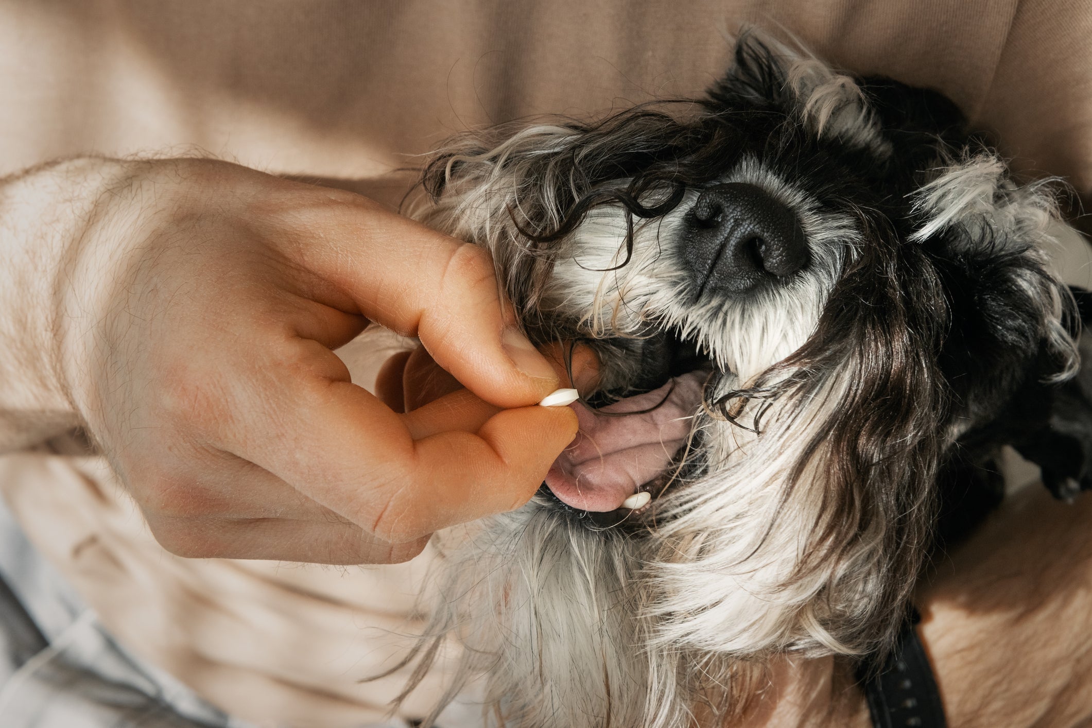 O corticoide para cachorro é muito indicado para inflamações e alergias