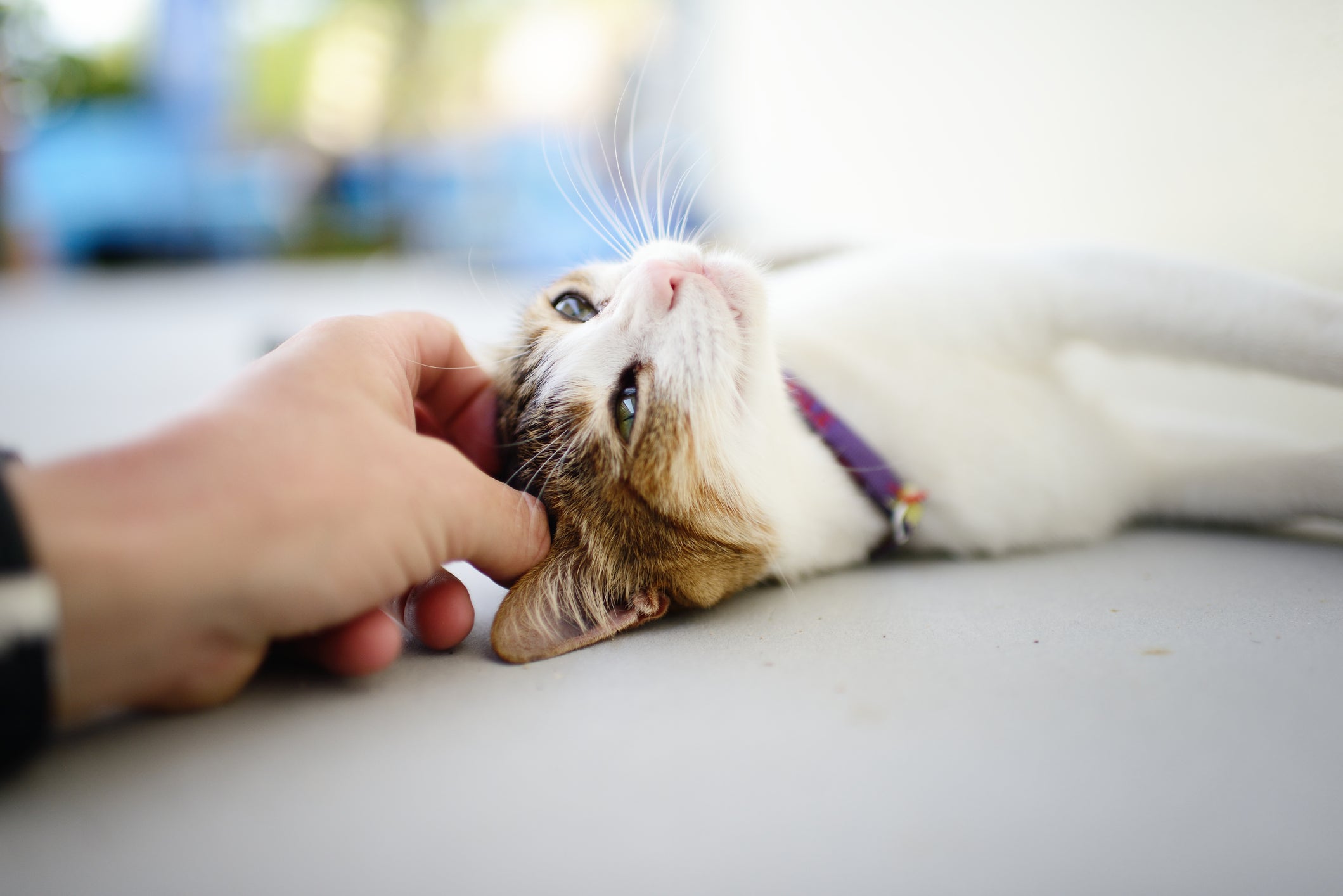 Um gato feliz apresenta alguns comportamentos específicos 