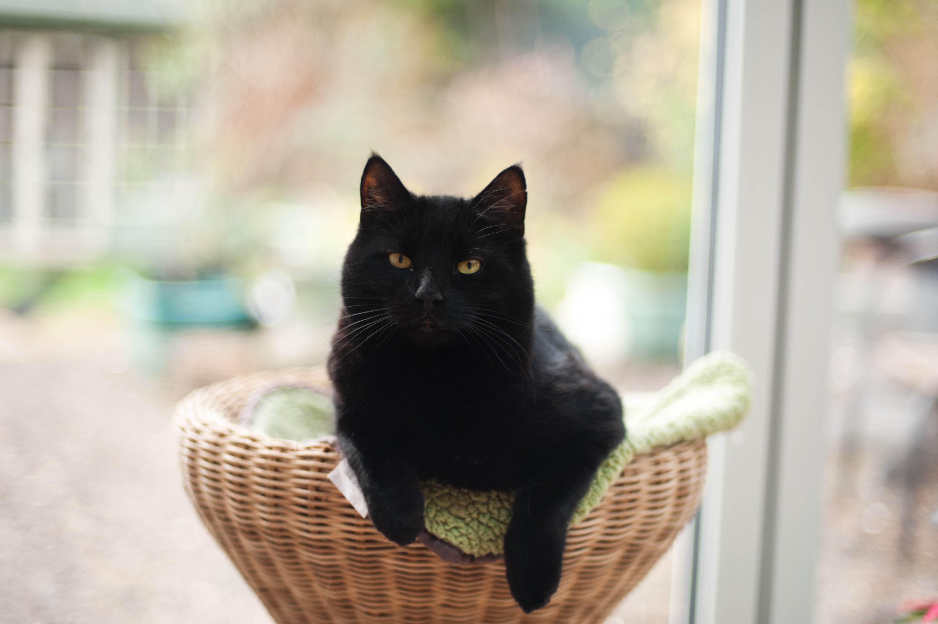 O gato preto é muito dócil e amoroso com os tutores