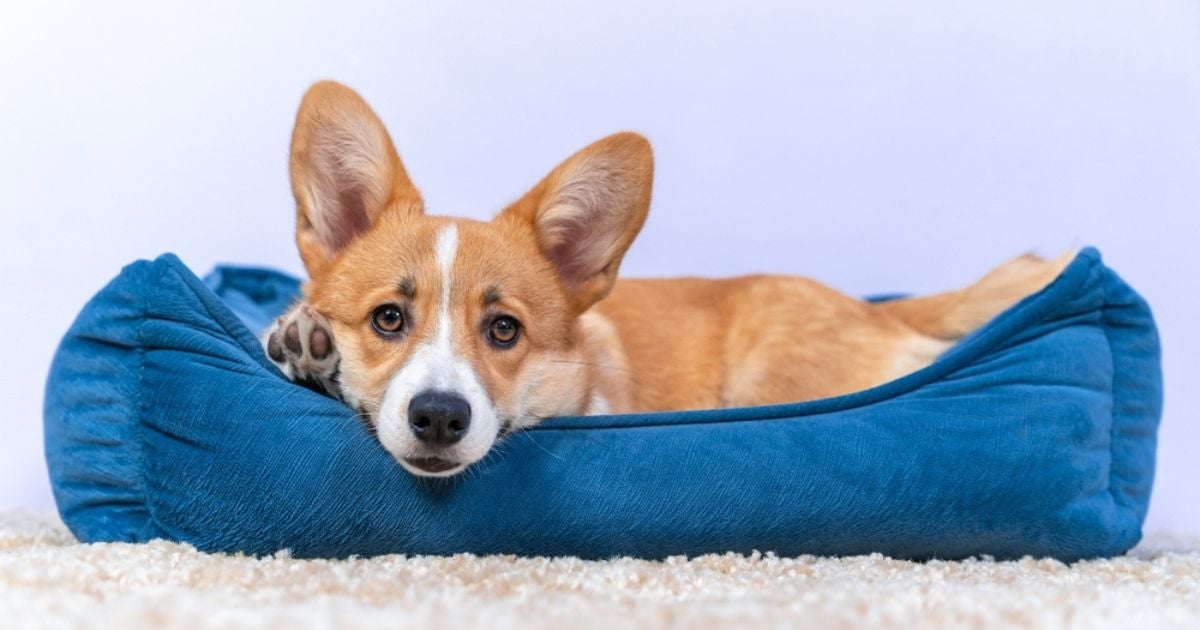 A hepatite em cachorro pode ter três causas diferentes