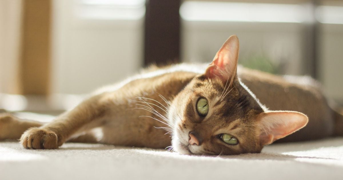 Hepatite em gatos deve ser tratada com ajuda do veterinário