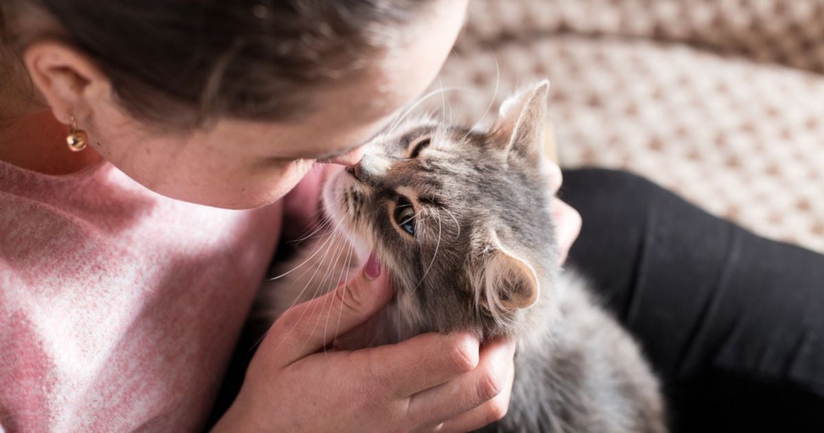 Você entende o que o gato quer te dizer? Veja em infográfico 8 ferramentas de comunicação dos felinos