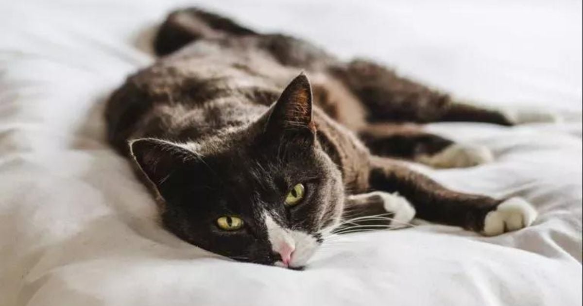 Panleucopenia felina é conhecida como "cinomose em gatos", embora sejam doenças distintas
