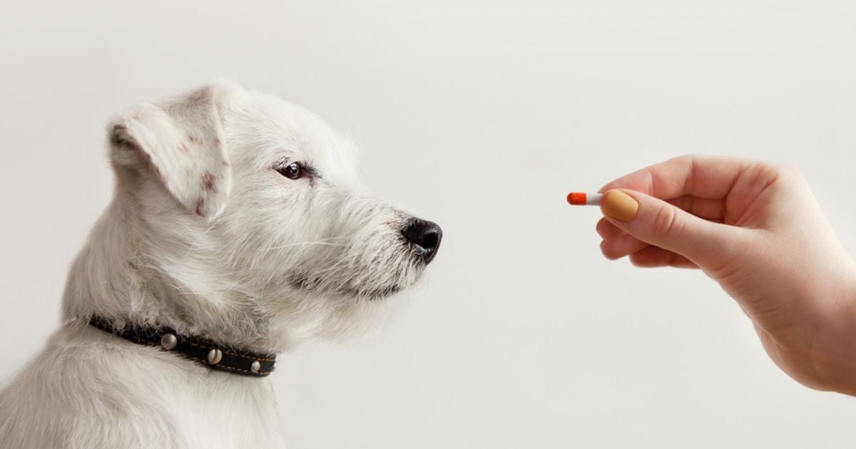 Dar paracetamol para cachorro não é indicado porque pode fazer muito mal à saúde do pet