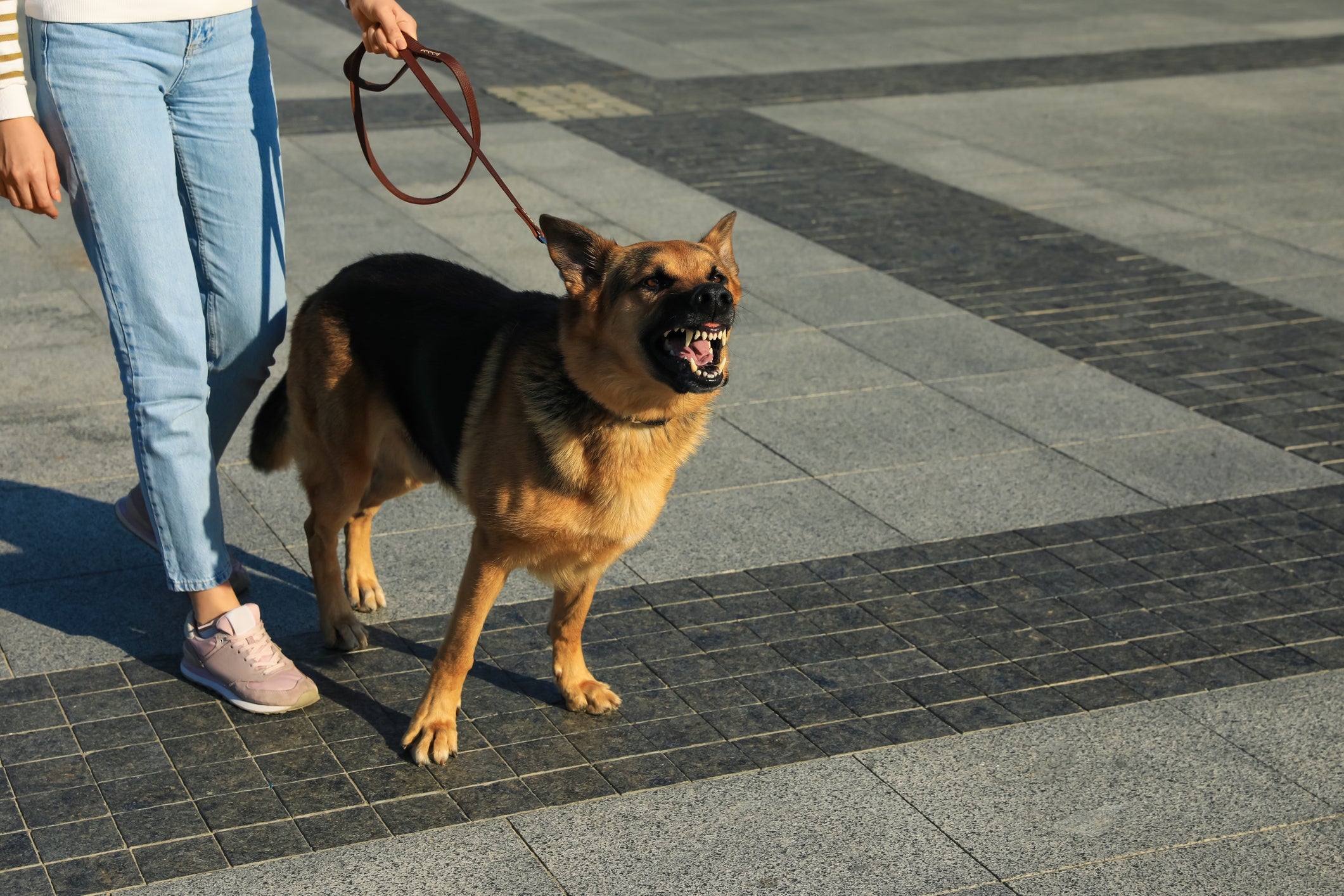 Passear com cachorro bravo requer cautela e atenção 