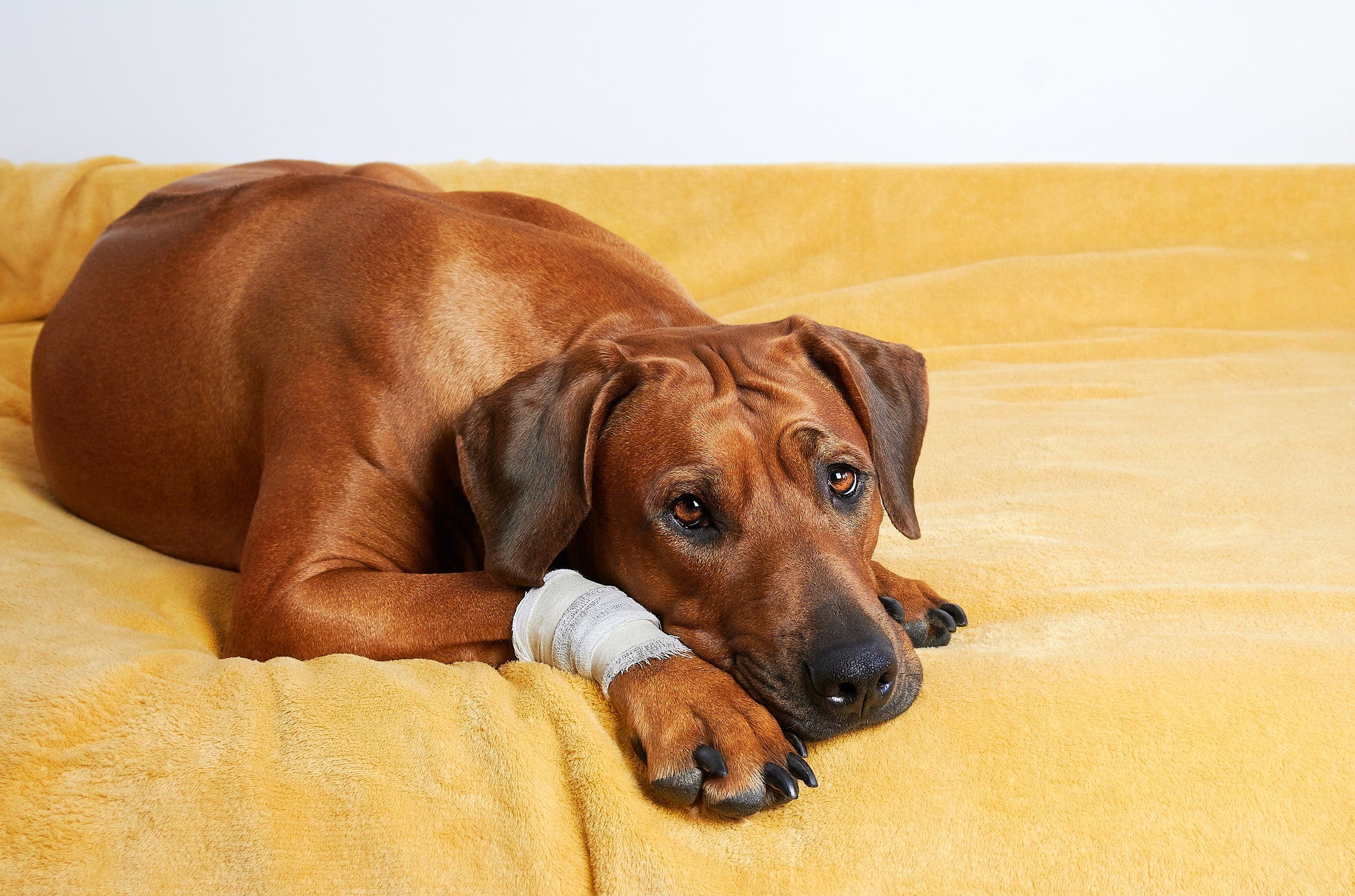 A pata de cachorro machucada pode ser causada por vidro e outros objetos perfurantes 