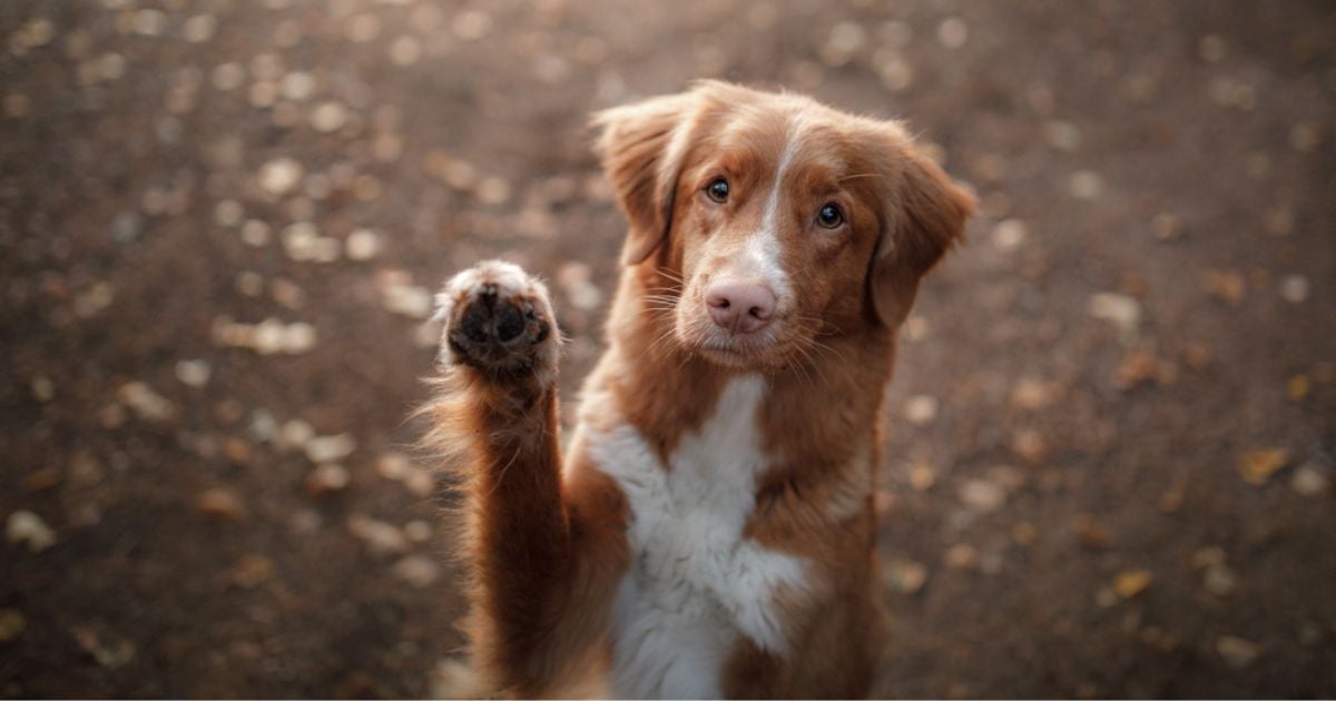 A pata de cachorro ajuda o cachorro a se locomover e precisa de alguns cuidados importantes