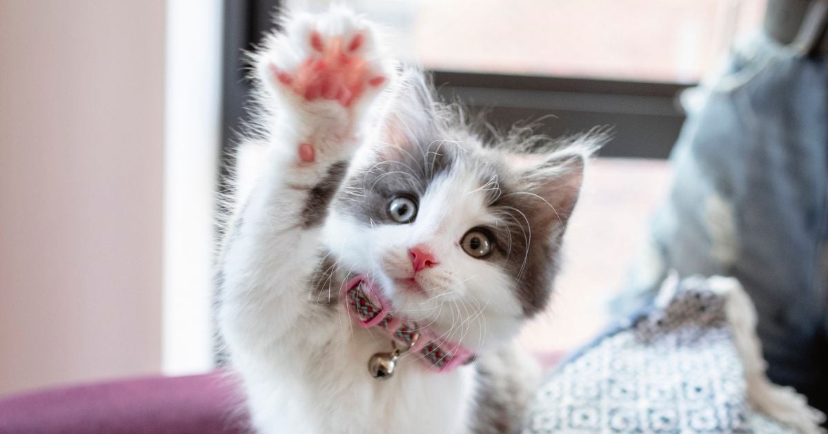 As almofadinhas da pata de gato são uma espécie de amortecedor, mas também têm outras funções