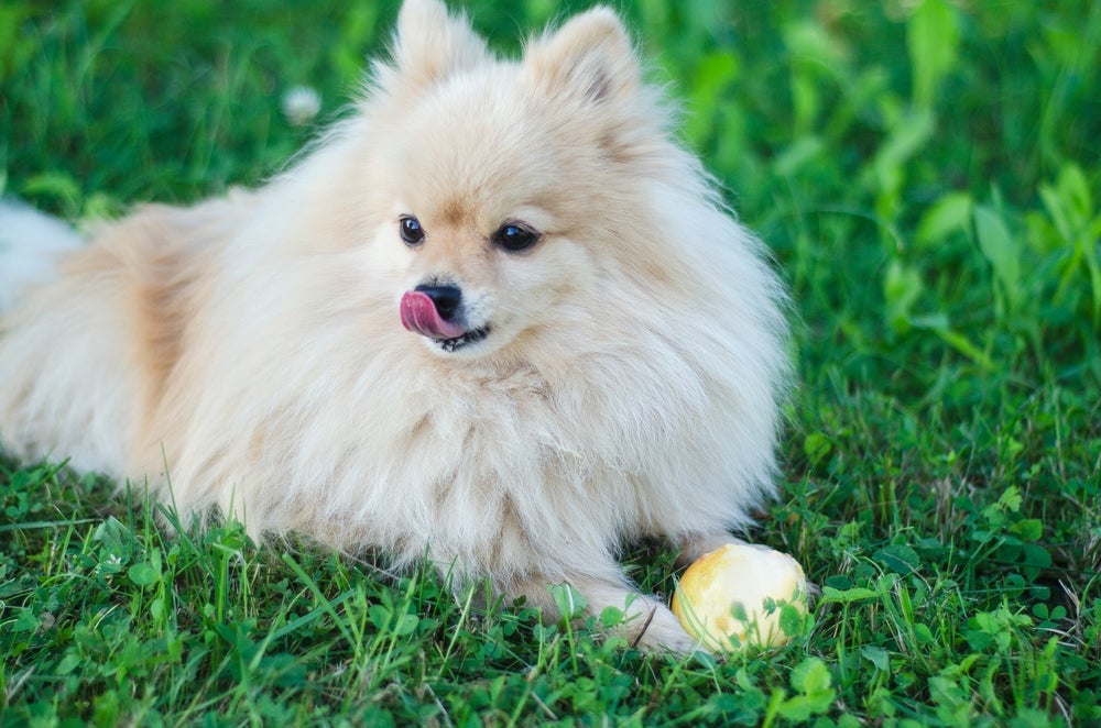 Pera para cachorro pode? Conheça os nutrientes da fruta para os pets