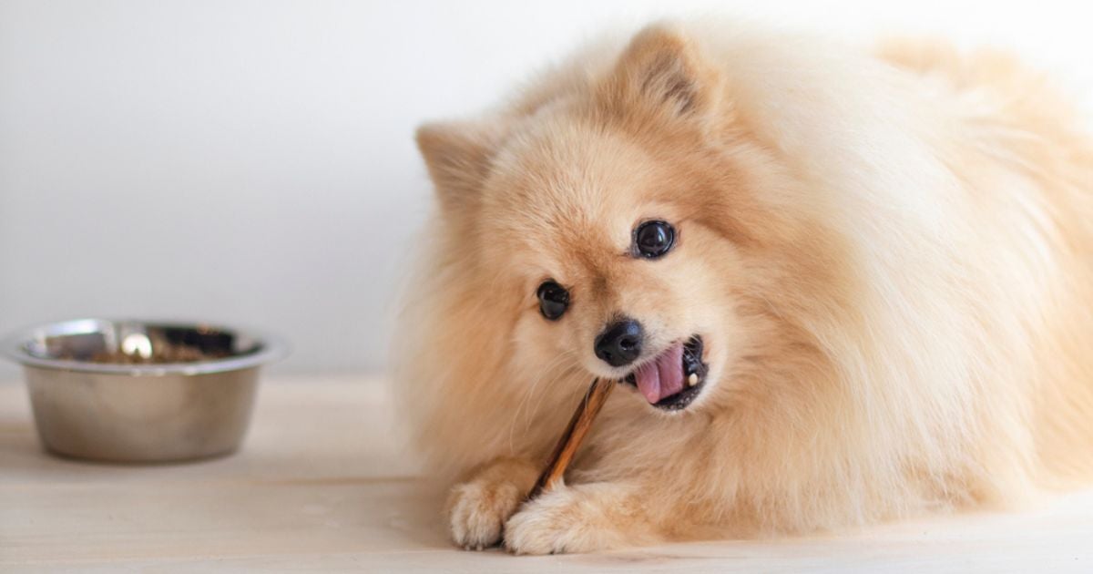 O petisco para limpar dentes de cachorro é bom para a saúde bucal dos pets e também é nutritivo
