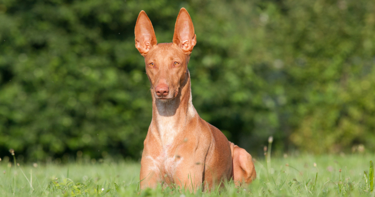 O Pharaoh Hound é um cachorro amável e que exige poucos cuidados
