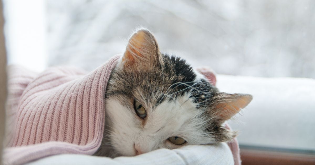 PIF felina é uma doença gravíssima que pode ser fatal para os bichanos