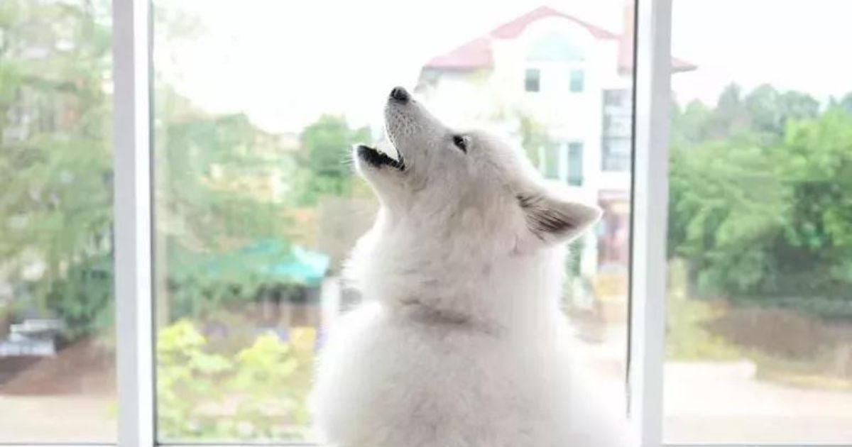  Cachorro uivando: o que quer dizer? Saiba o que o uivo do seu cão pode significar! 