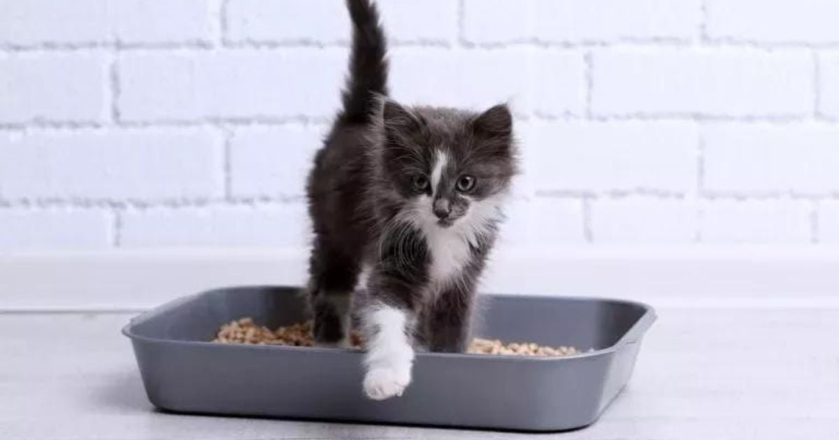 Você sabe qual a melhor areia para gatos em apartamento? A gente te ajuda a descobrir!