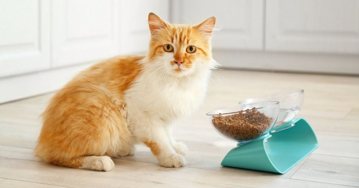 A ração de gato, assim como o sachê, precisa ser armazenada do jeito certo