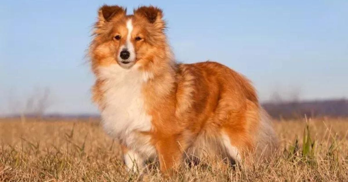O Pastor de Shetland é uma das raças de cachorro mais fáceis de adestrar