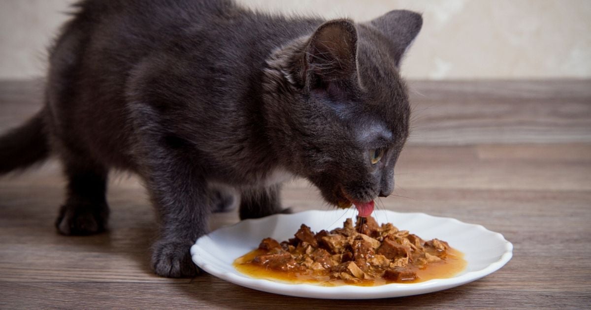 O sachê para gatos traz vários benefícios para a saúde e bem-estar dos pets