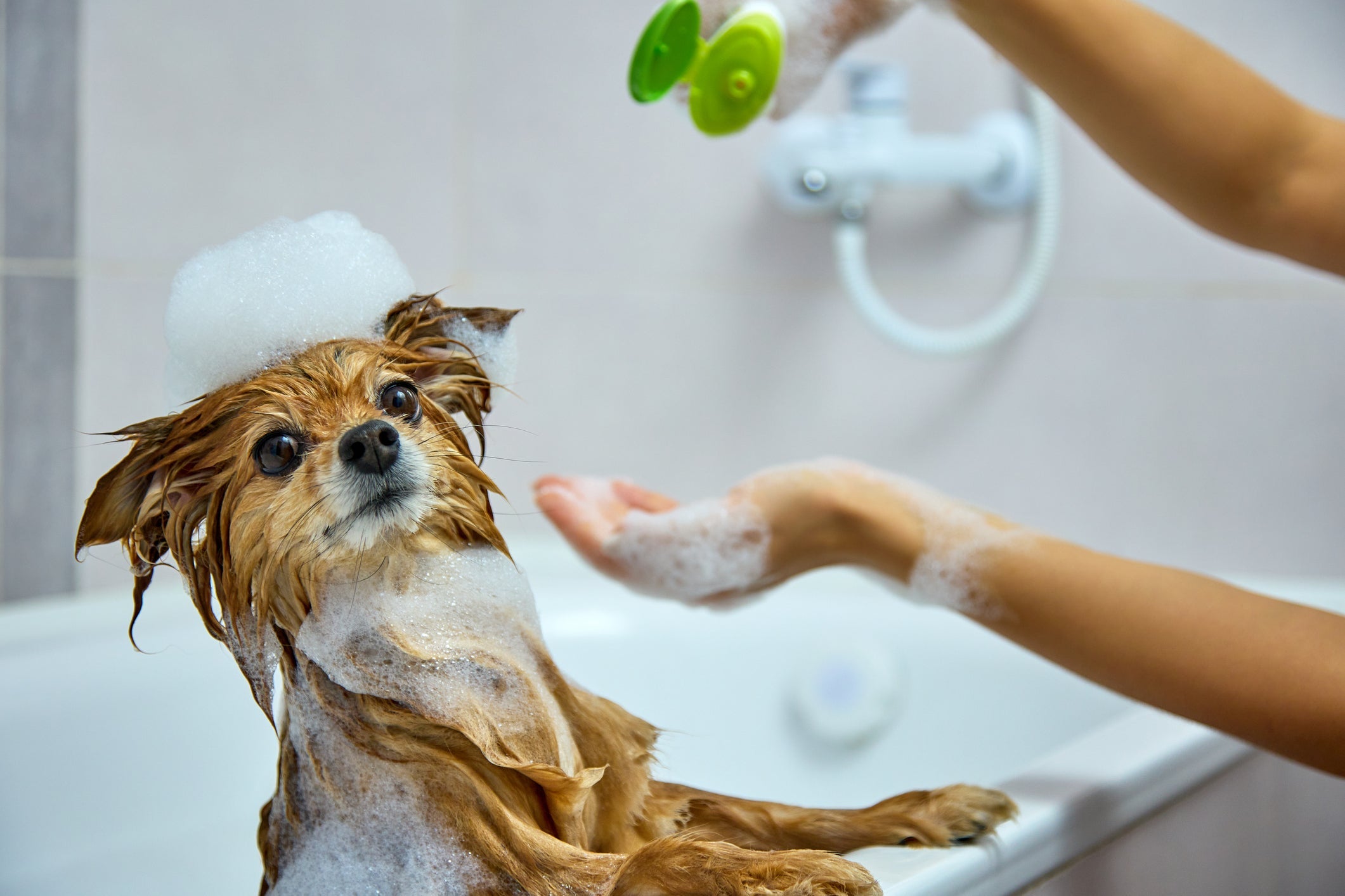 Saiba qual é o melhor shampoo para cachorro