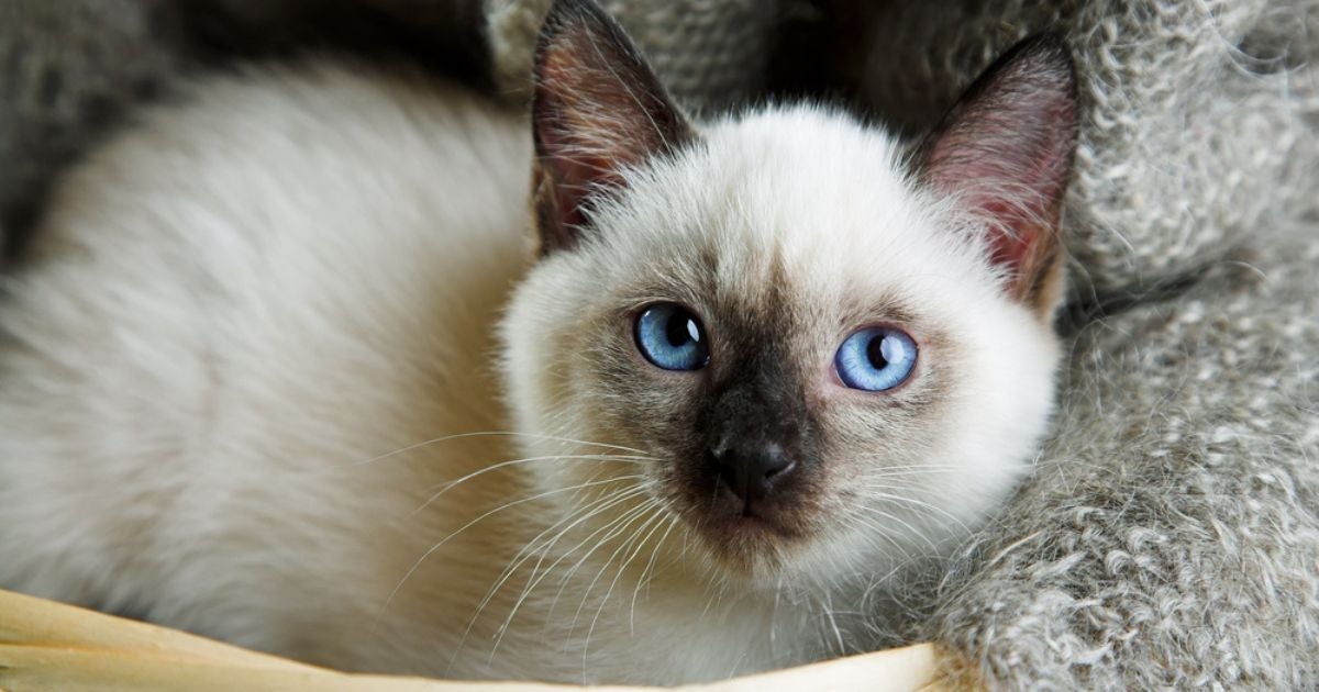 O gato Siamês muda de cor ainda no primeiro ano de vida