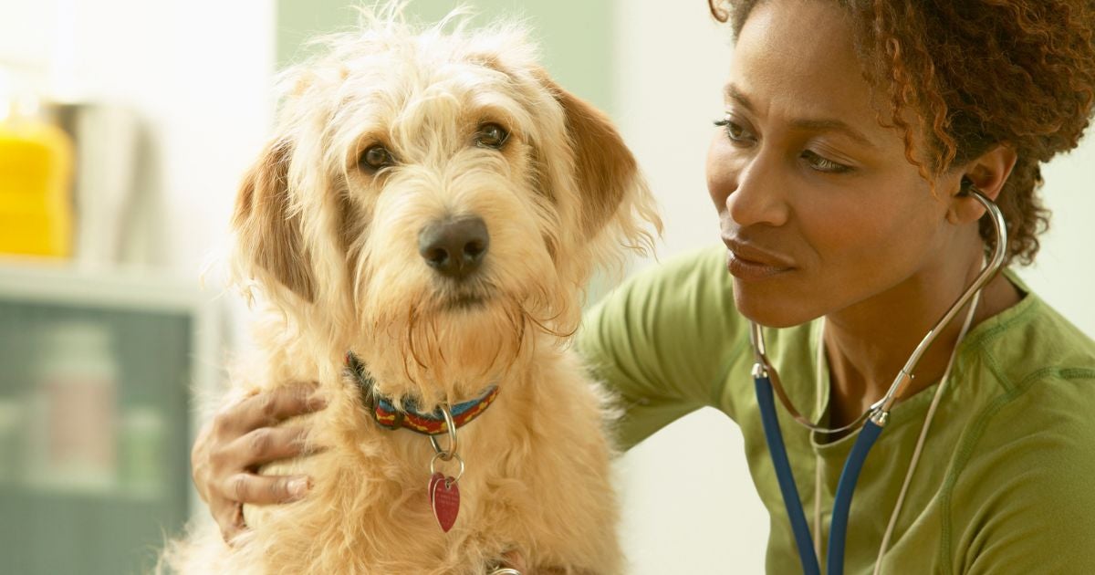 O infarto em cachorro é bem diferente do infarto em humanos 