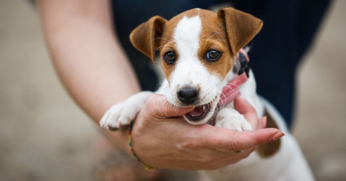 Se você sonhar com cachorro mordendo a mão, fique atento