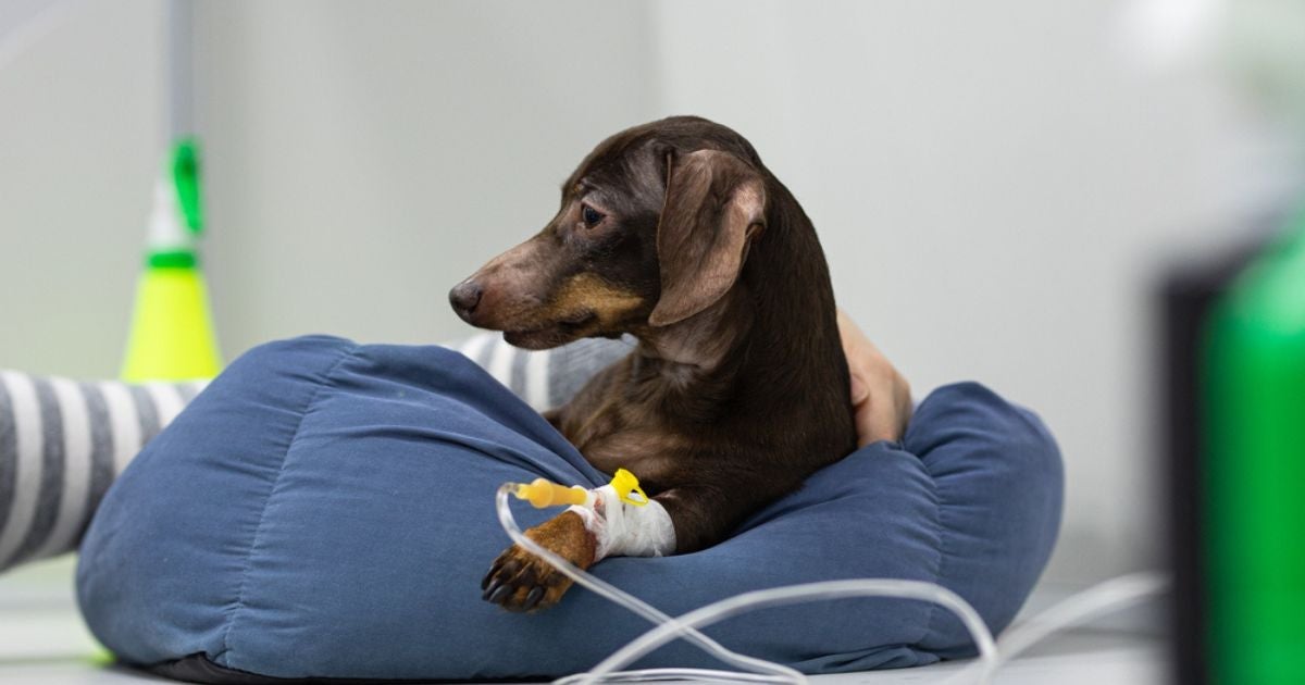 O soro caseiro para cachorro ajuda a repor líquidos de cães desidratados