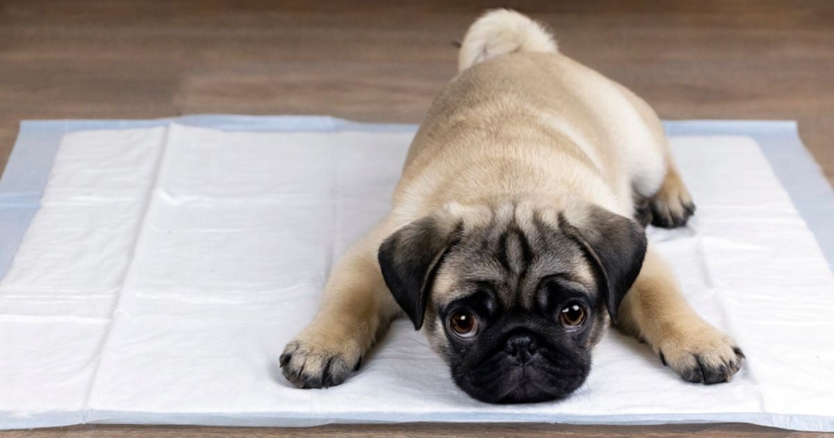 O tapete higiênico para cachorro pode custar a partir de R$ 25