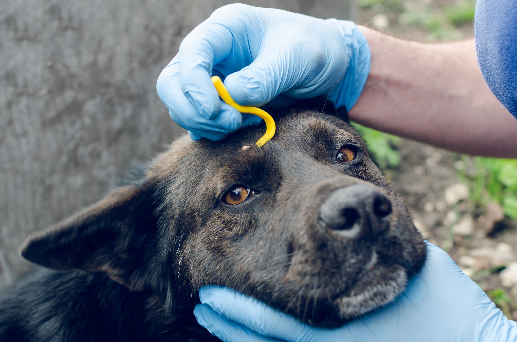 Os diferentes tipos de carrapato de cachorro podem transmitir graves doenças