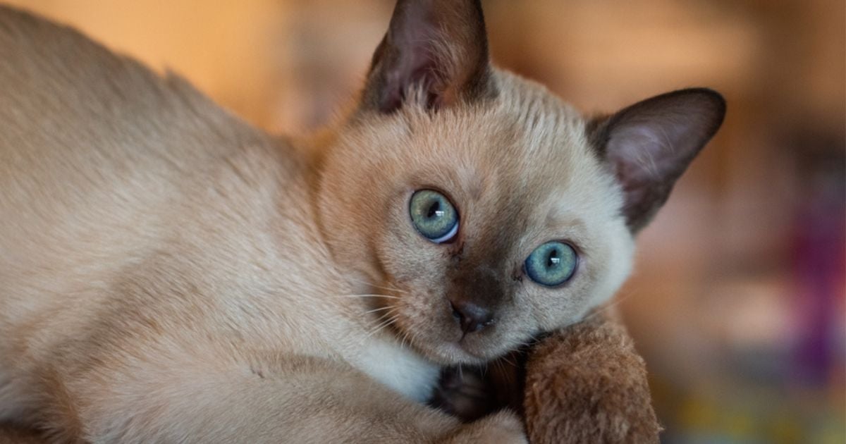 O Tonquinês é um gatinho que surgiu da mistura do Siamês com o Birmanês