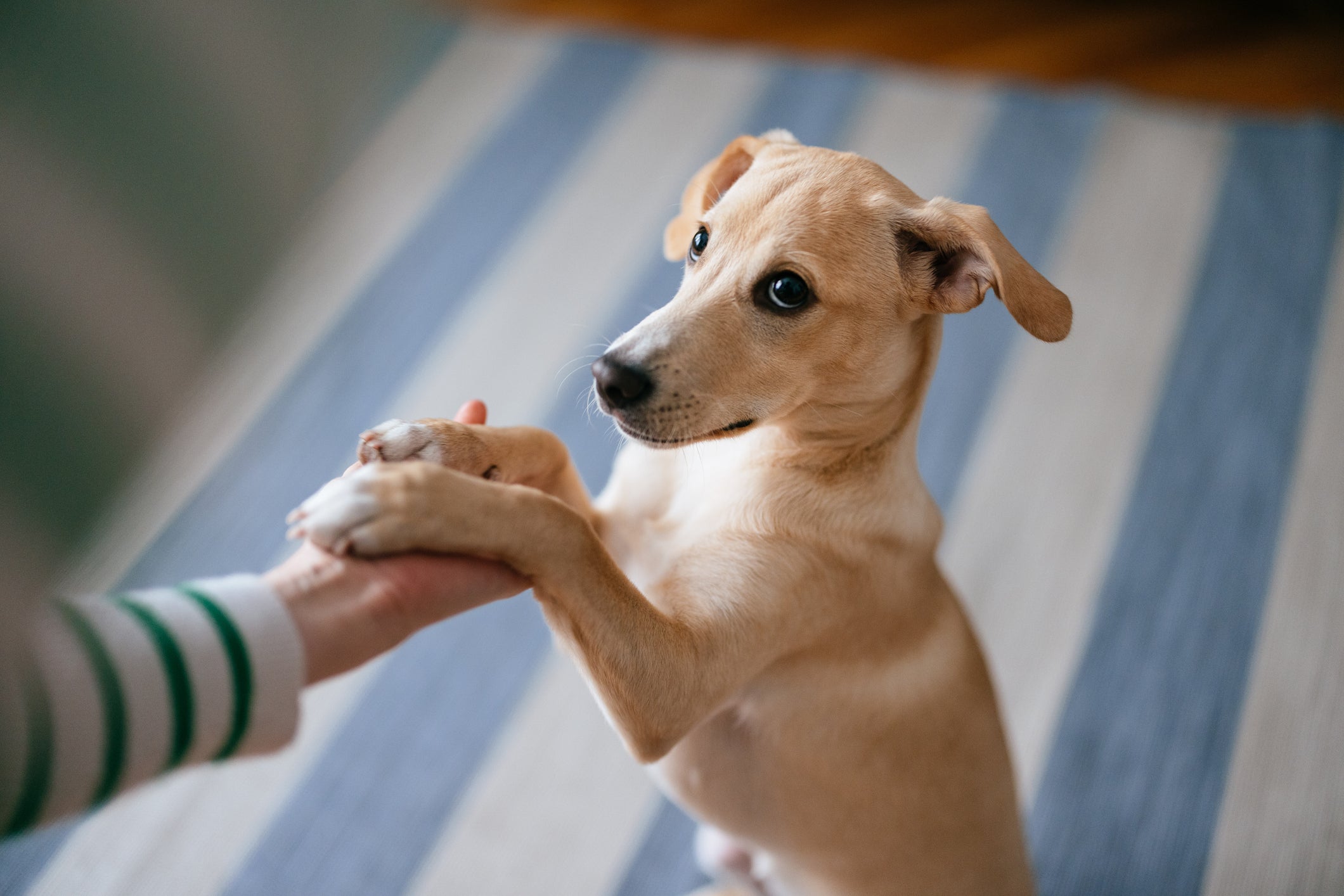 Truques rápidos para ensinar ao cachorro: veja infográfico com o passo a passo