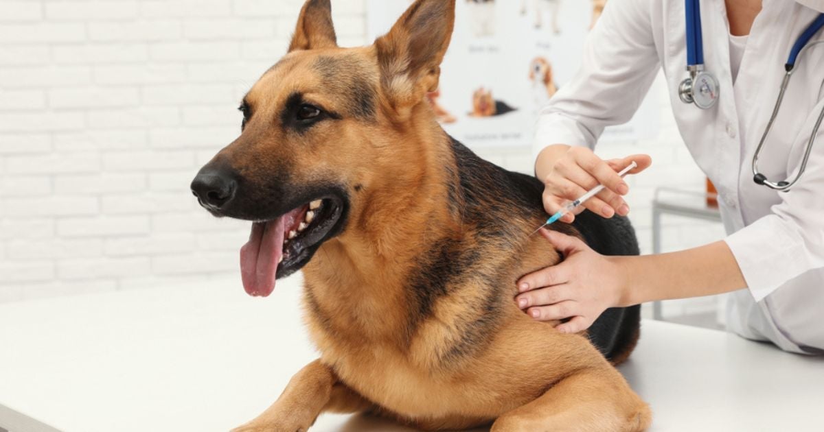 A vacina de gripe para cachorro é a melhor forma de prevenir a doença