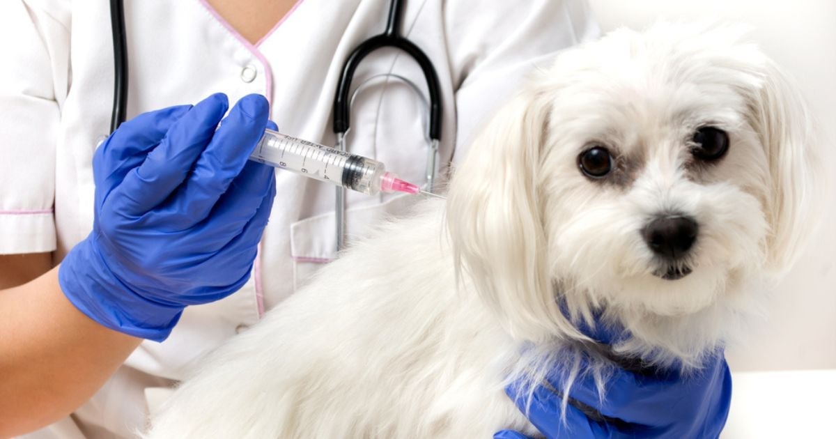 Atrasar a vacina de raiva para cachorro não é recomendado