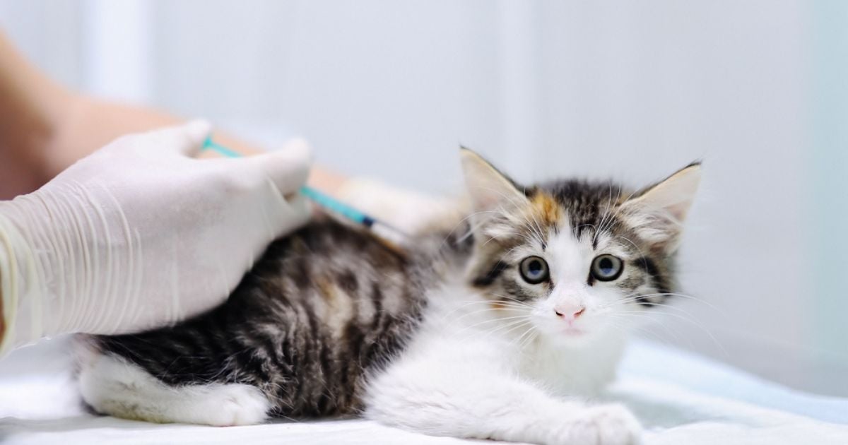 A vacina V5 para gatos protege contra a temida FeLV 