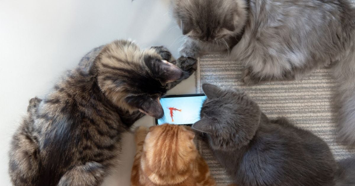 Os vídeos de peixes para gatos estimulam o lado caçador dos felinos