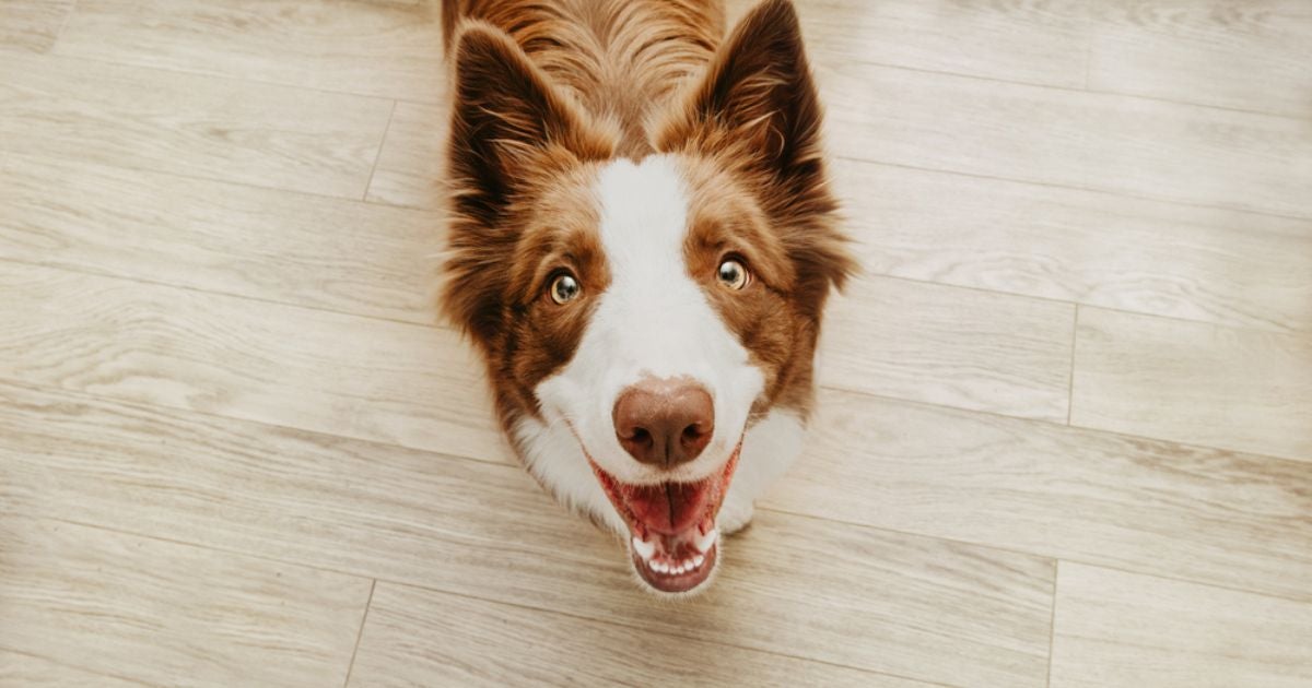 Descubra se cachorro enxerga no escuro e outras curiosidades sobre a visão canina