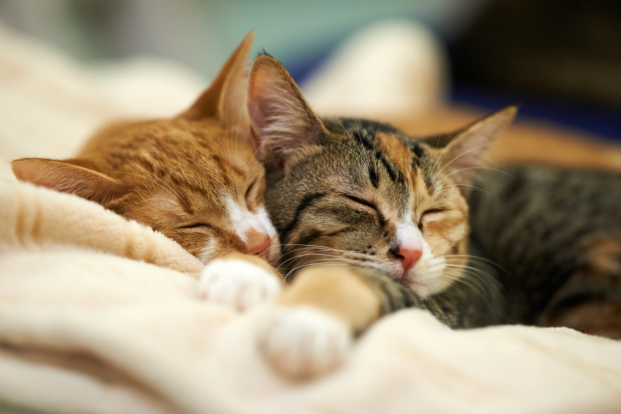 Será que gatos precisam de companhia de outro gato? Confira!