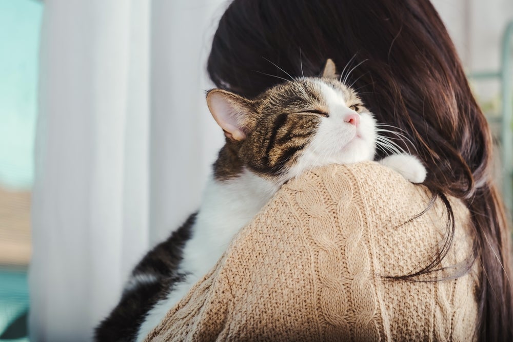 Descubra como os gatos dizem eu te amo para seus tutores
